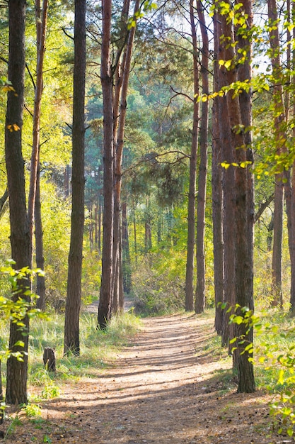 Gasse im Wald