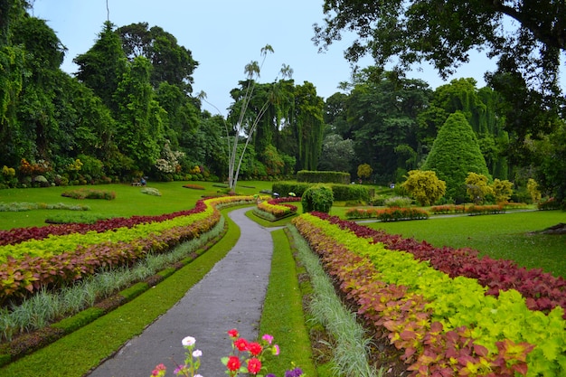 Gasse in den Royal Botanic Gardens, Kandy.