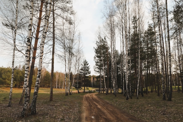 Gasse in Wiesen- und Waldfrühlingslandschaft