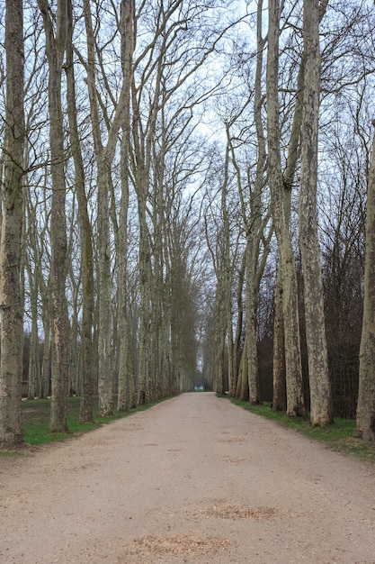 Gasse mit Weglinie der Bäume im Versailler Garten im Winter.