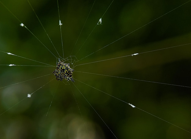 Gasteracantha doriae era una araña con forma de espina