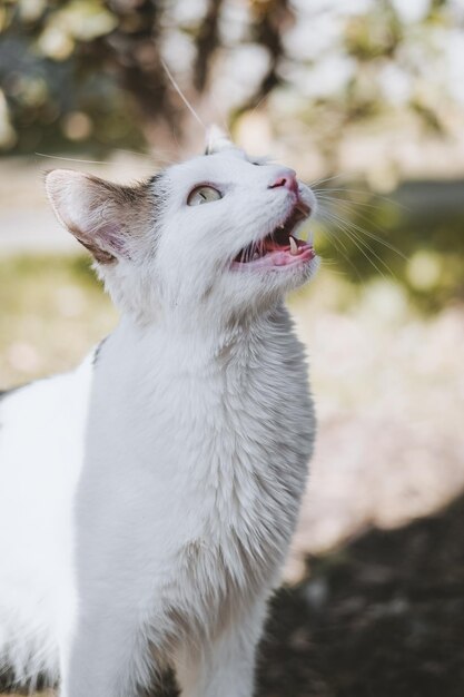 Foto gata blanca llamada blaquita