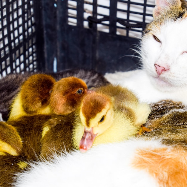 Gata madre adoptiva para los patitos