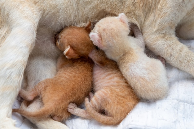 La gata madre está alimentando al gatito.