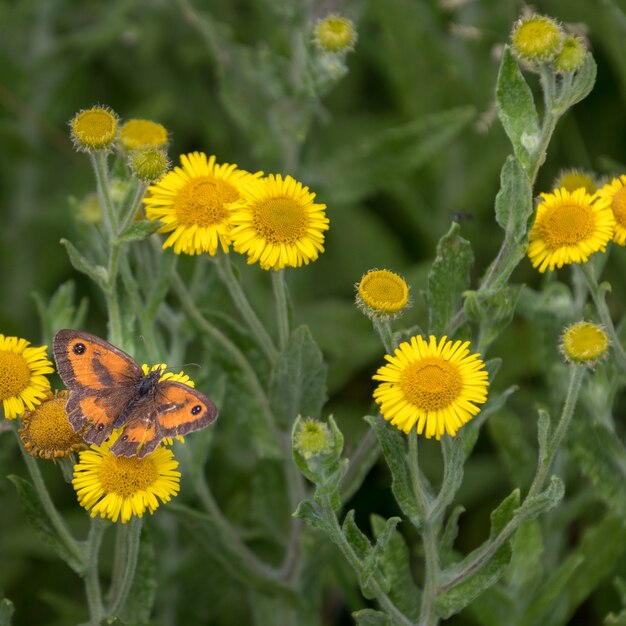 Gatekeeper alimentándose de un Fleabane común