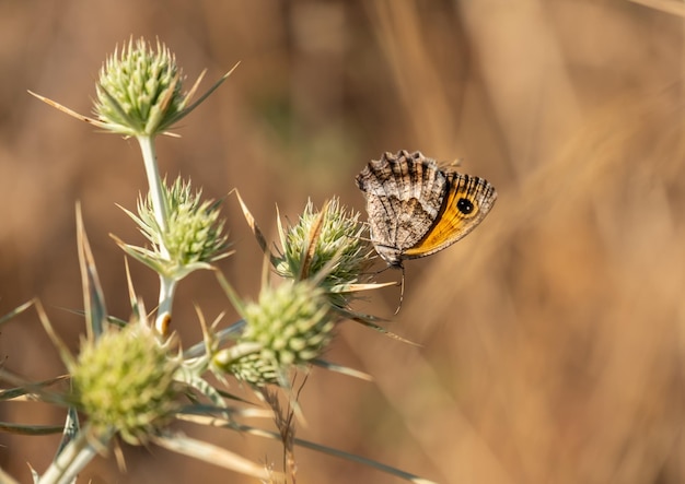 El Gatekeeper, también conocido como Hedge Brown Pyronia cecilia, se posó sobre una planta mientras se alimentaba del néctar de sus flores.