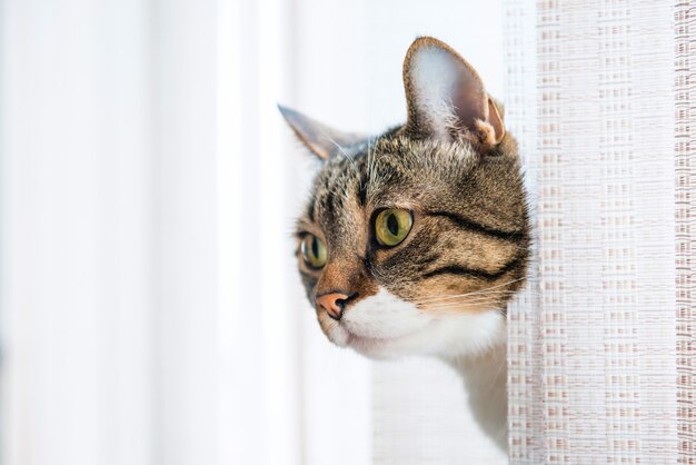 Gatinha cinza listrada e de aparência curiosa