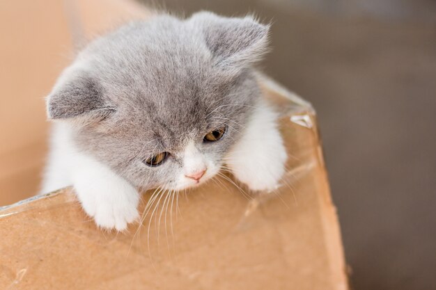 Gatinha cinza Scottish Fold quer sair da caixa de papelão