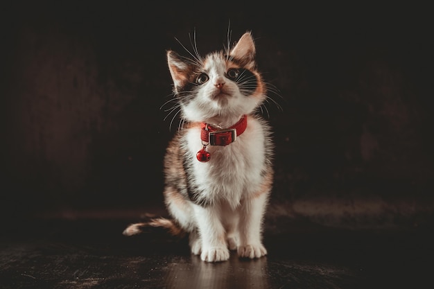 Gatinha no estúdio fotográfico