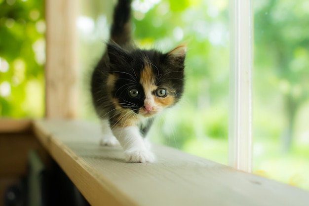 Gatinho, 1 mês de idade.