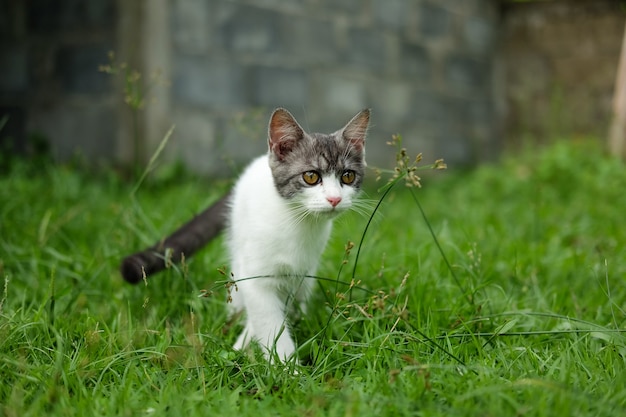 Gatinho a pé no jardim