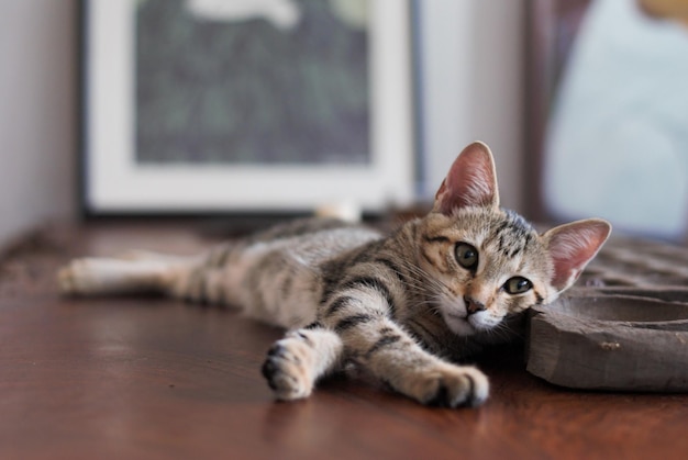Gatinho a relaxar em casa