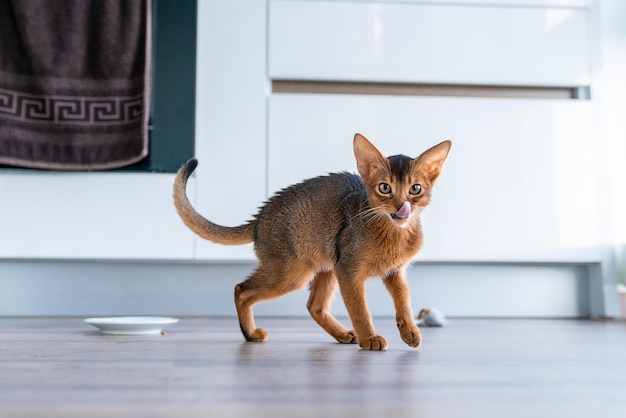 Gatinho abissínio corado puro-sangue fofo na cozinha e na sala de estar.