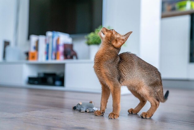 Gatinho abissínio corado puro-sangue fofo na cozinha e na sala de estar.