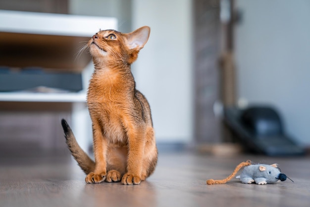 Gatinho abissínio engraçado brincando no chão da sala.