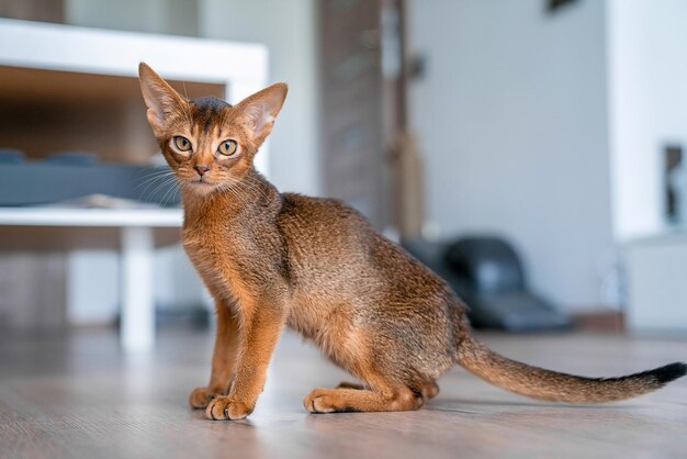 Gatinho abissínio engraçado brincando no chão da sala.