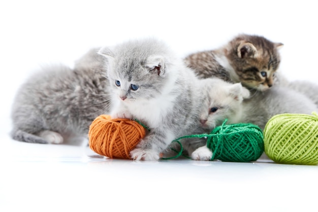 Gatinho adorável macio cinzento pequeno que joga com as bolas verdes alaranjadas do fio de lãs.