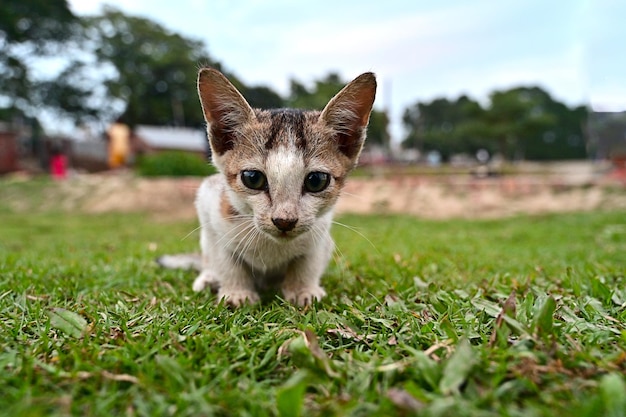 gatinho adorável ou gatinho fofo