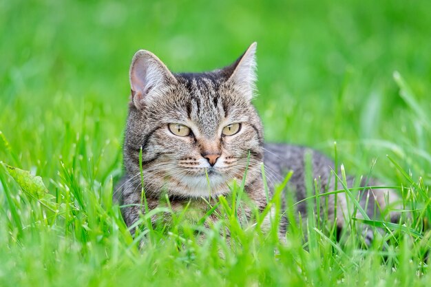 Gatinho adorável sentado na grama verde