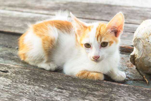 Gatinho adorável