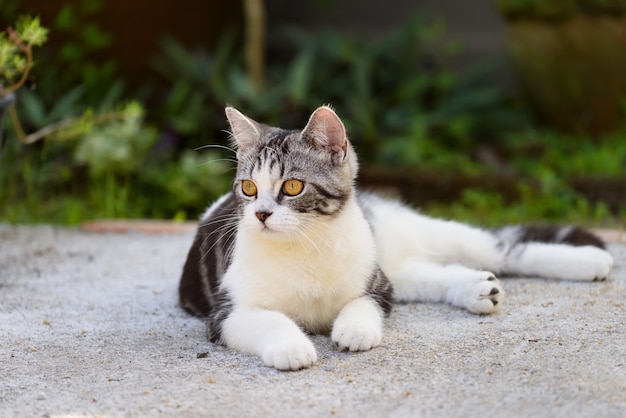 Gatinho adorável