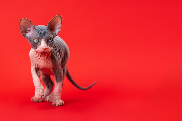 Gatinho amigável de Sphynx Cat andando sobre fundo vermelho Foto de estúdio de corpo inteiro de gatinho brincalhão