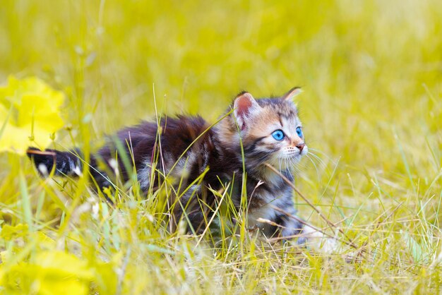 Gatinho andando na grama