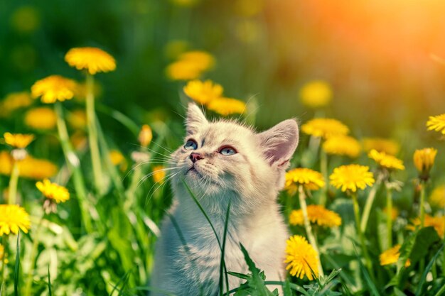 Gatinho andando no gramado de dente de leão