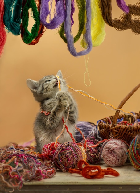 Gatinho bebê brincando com muitas bolas de fios de lã Lindo gatinho jogando bola de lã