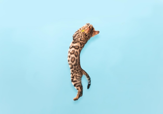 Gatinho Bengal jogando em um fundo azul. Lindo gato de raça pura