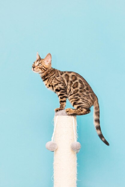 Gatinho Bengal jogando em um fundo azul. Lindo gato de raça pura