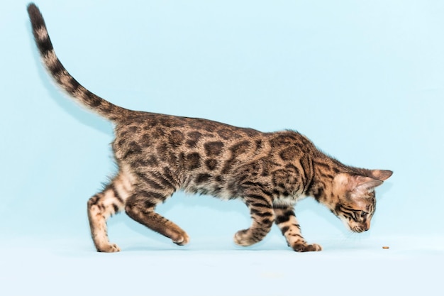 Gatinho Bengal jogando em um fundo azul. Lindo gato de raça pura