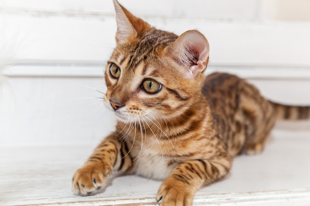 Gatinho bengali, gatinho bengali com uma cara engraçada, um gatinho cuida de um brinquedo