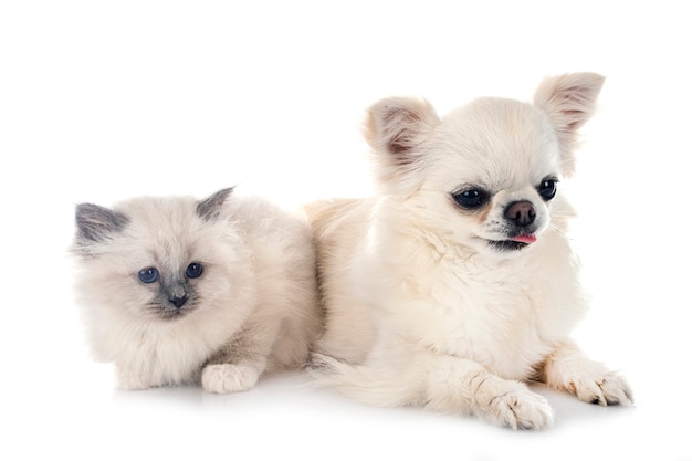 Gatinho Birman e chihuahua na frente do fundo branco