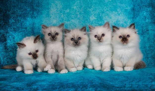 Gatinho Birman em frente à parede azul