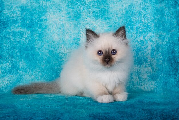 Foto gatinho birman em frente à parede azul