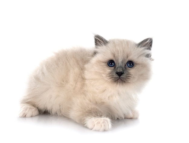 Gatinho Birman em frente a uma parede branca