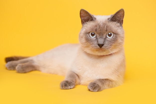 Gatinho birman em fundo amarelo gato fofo regdoll