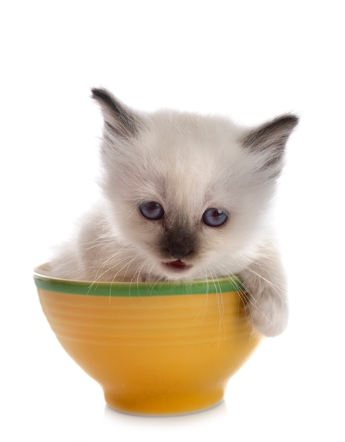 Gatinho Birman na frente de um fundo branco