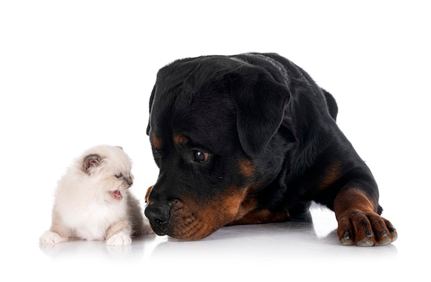 Gatinho birmanês e rottweiler em estúdio