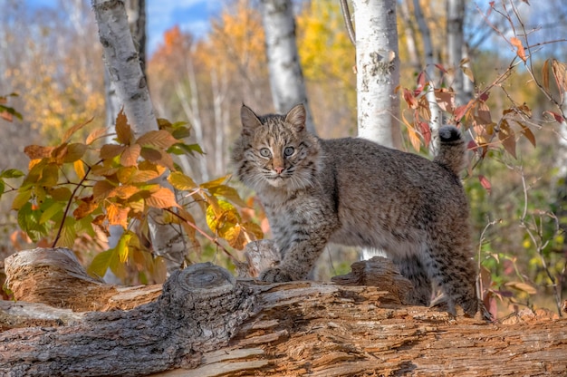 Gatinho Bobcat na floresta de vidoeiro no outono