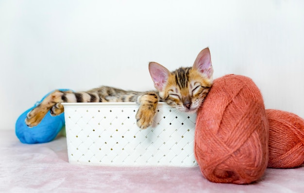 Gatinho bonitinho com meadas de bolas azuis de fios de lã em uma cesta de leopardo de gato de bengala e...