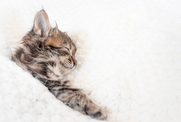 Gatinho bonitinho dorme no cobertor de pele branca.