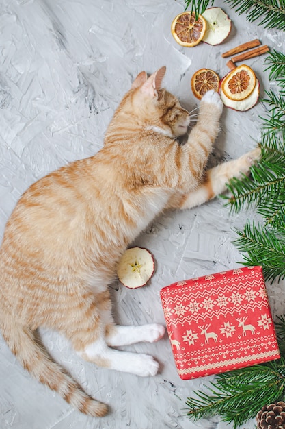 Gatinho bonitinho gengibre deitado no cobertor de peles artificiais branco macio segurando a caixa de presente de papel vermelho Natal ano novo vintage