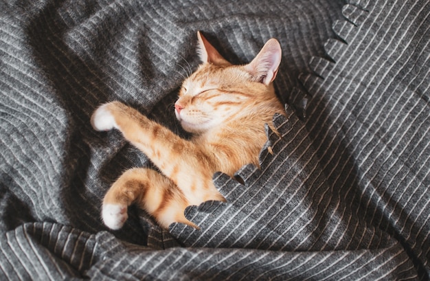 Gatinho bonitinho gengibre dormindo no cobertor cinza