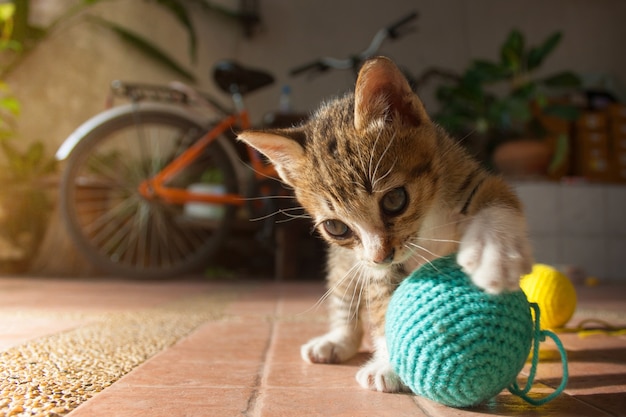 Foto gatinho bonitinho jogando bola de fio