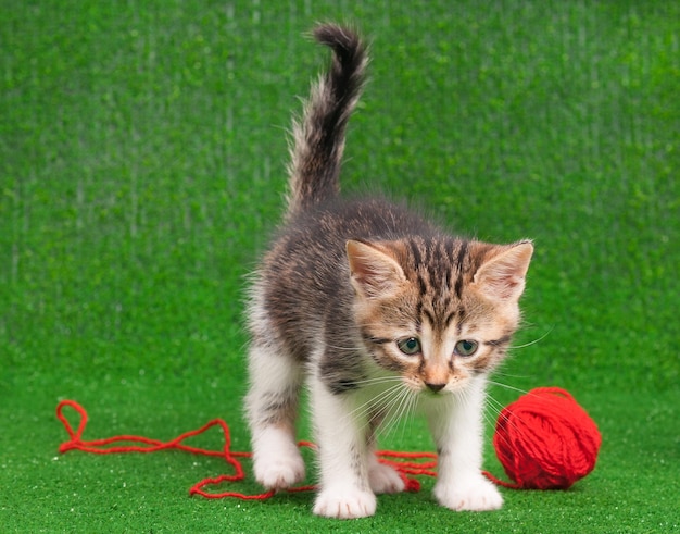 Gatinho bonito brincando de fio vermelho na grama verde artificial