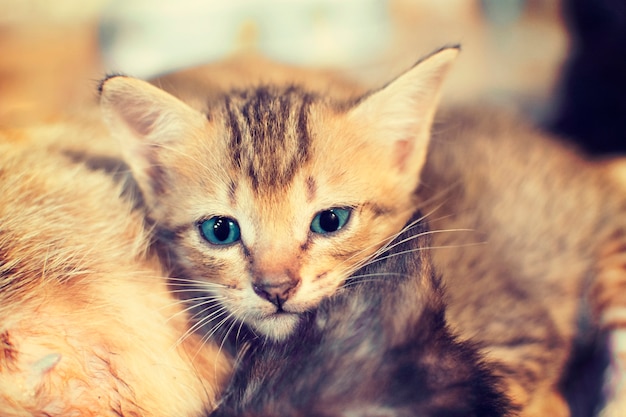 Gatinho bonito com olhos azuis que olha fixamente nela.