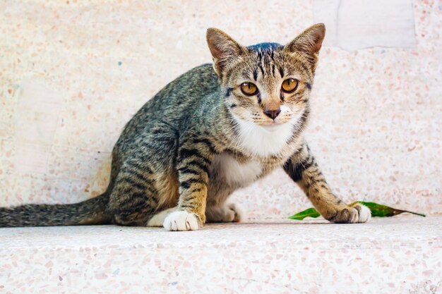 Gatinho bonito do gato malhado que relaxa na tabela.