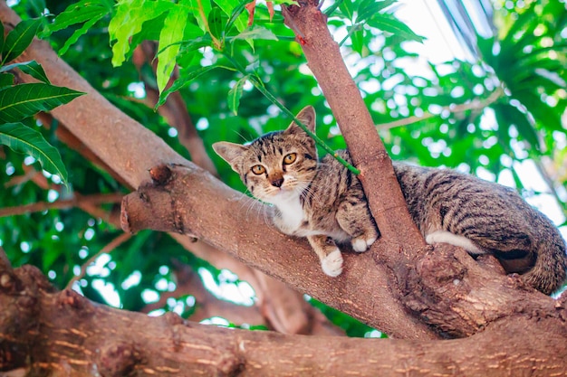 Foto gatinho bonito do gato malhado que relaxa sobre a árvore.